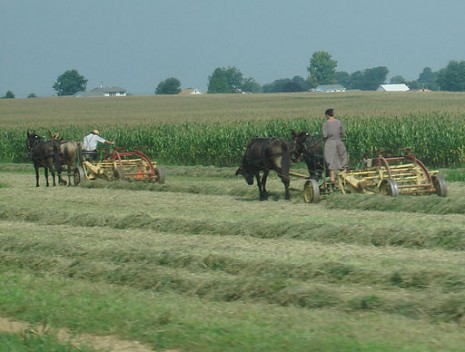 Mennonite farmers making hay with horse drawn rakes