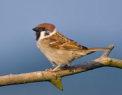 250px-Tree-Sparrow-2009-16-02