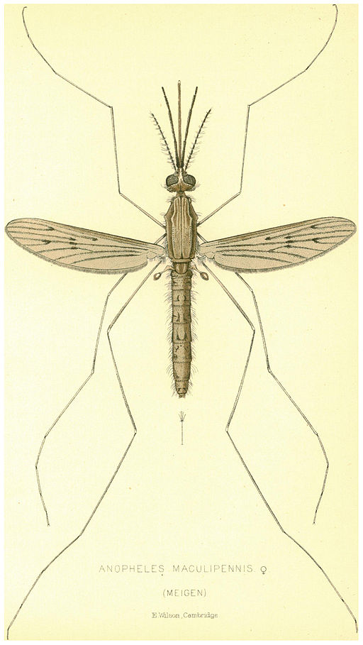 512px-Nuttall_et_Shipley_1901_Anopheles_maculipennis