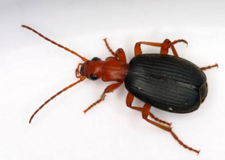 A possible candidate: Bombardier beetle By Patrick Coin, via Wikimedia Commons