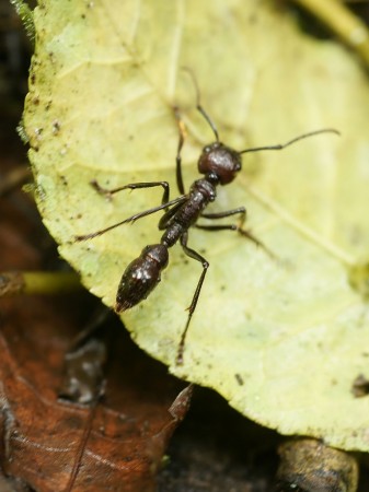 Paraponera clavata by Hans Hillewaert via Wikimedia/CreativeCommons